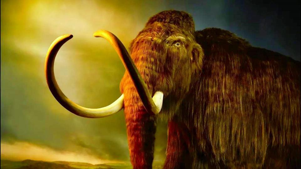让亚洲象为灭绝4000年的长毛猛犸象做代孕,2028年能将其复活?