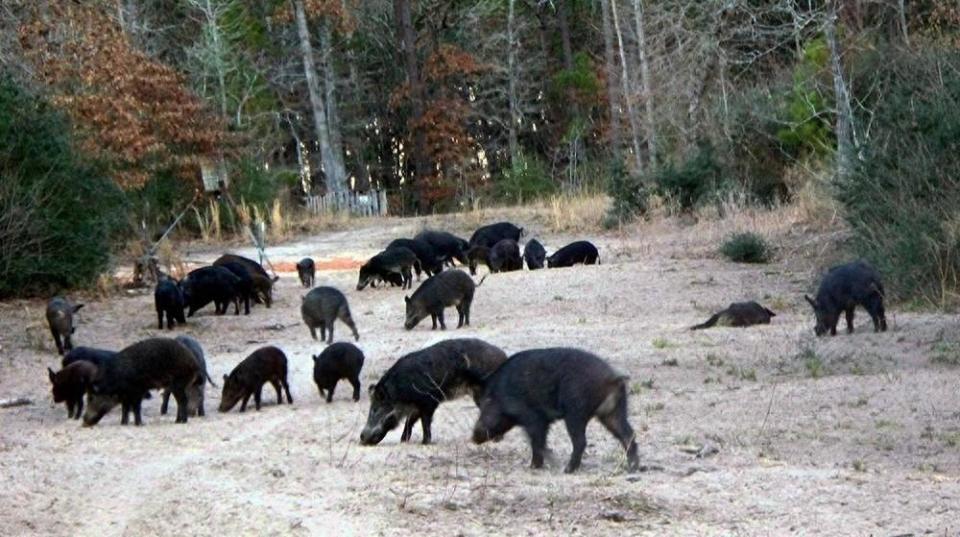 野猪泛滥成灾，多地实施赏金猎捕行动