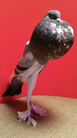 "胸"大腿长脚长毛,一只巨鸽惊呆网友!居然是当年英国人特别培育的?