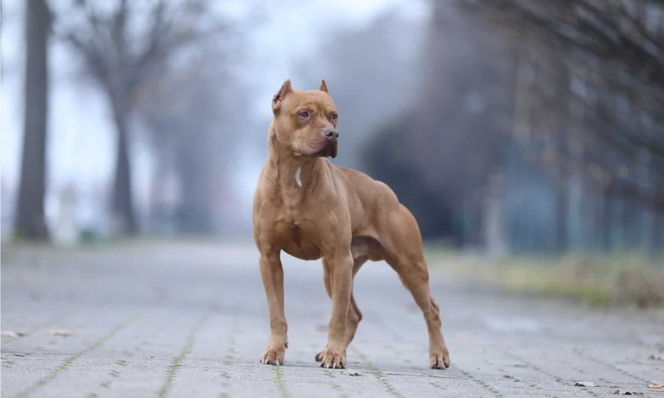 散养比特犬将孕妇咬伤,伤人数远超其他犬种,最危险的狗如何养成_腾讯