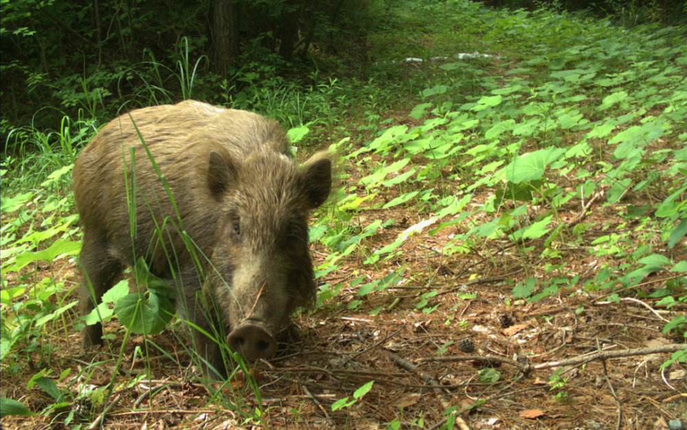 湖北监利出现300多斤"野猪王",闯入村庄发狂乱窜,见到人就撞_腾讯新闻