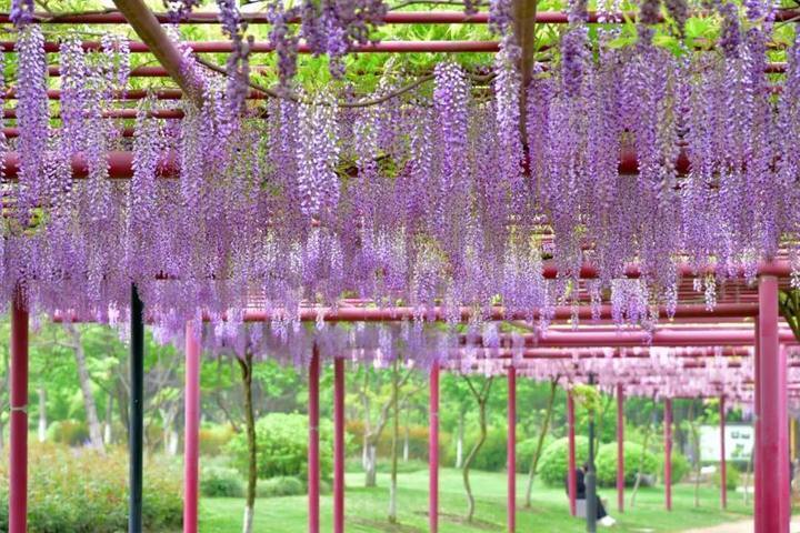​东湖路公园"紫藤萝瀑布"来袭,快开启一场浪漫邂逅吧!_腾讯新闻