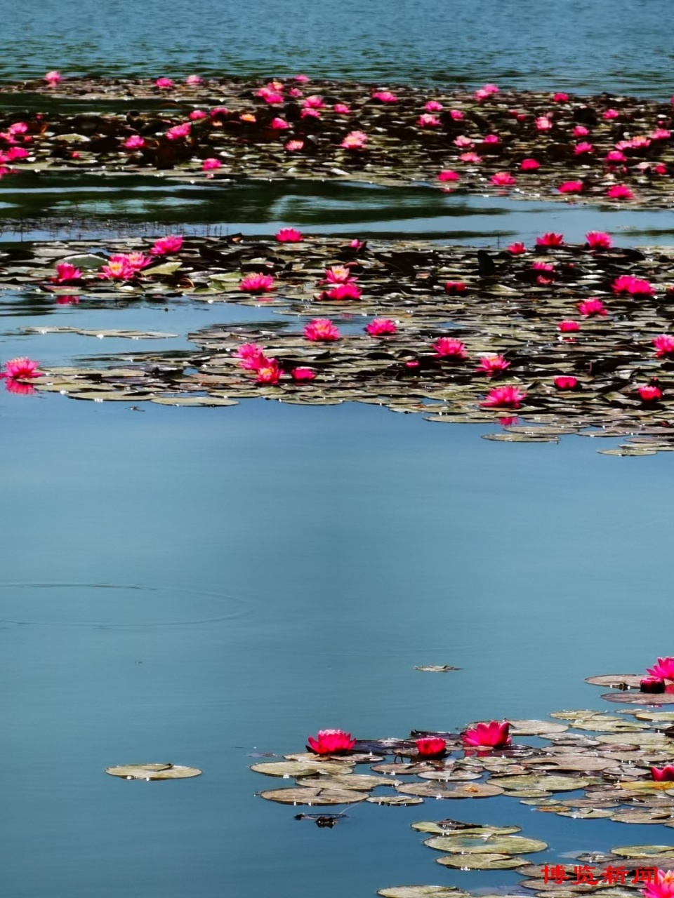 5月16日,桓台红莲湖,夏日风光旖旎,莲花盛开如诗如画