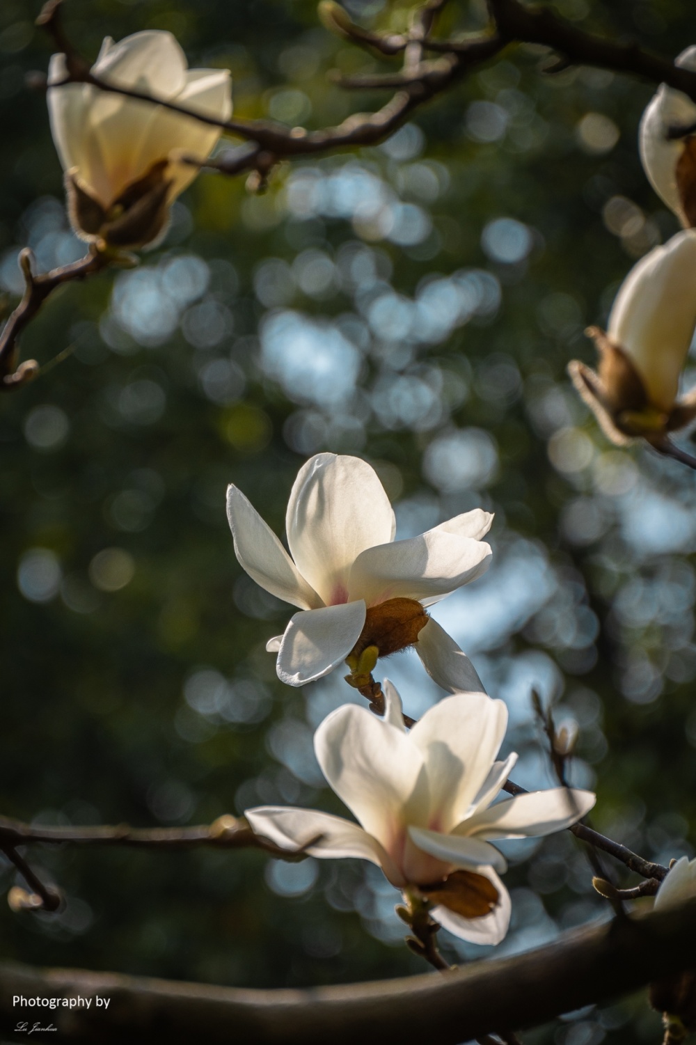 无锡蠡园白玉兰_腾讯新闻