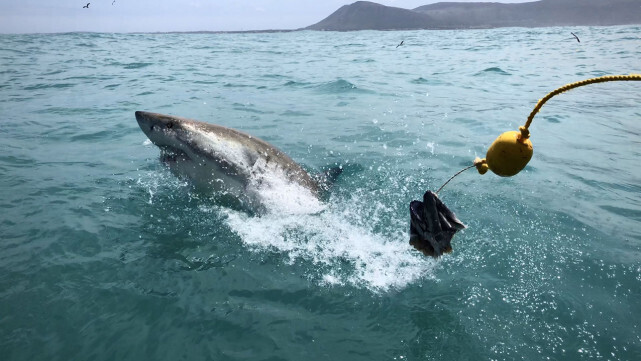 世界海洋日|暗海狂鲨"潜水艇",一个流传于南非,关于超级大白鲨的迷信
