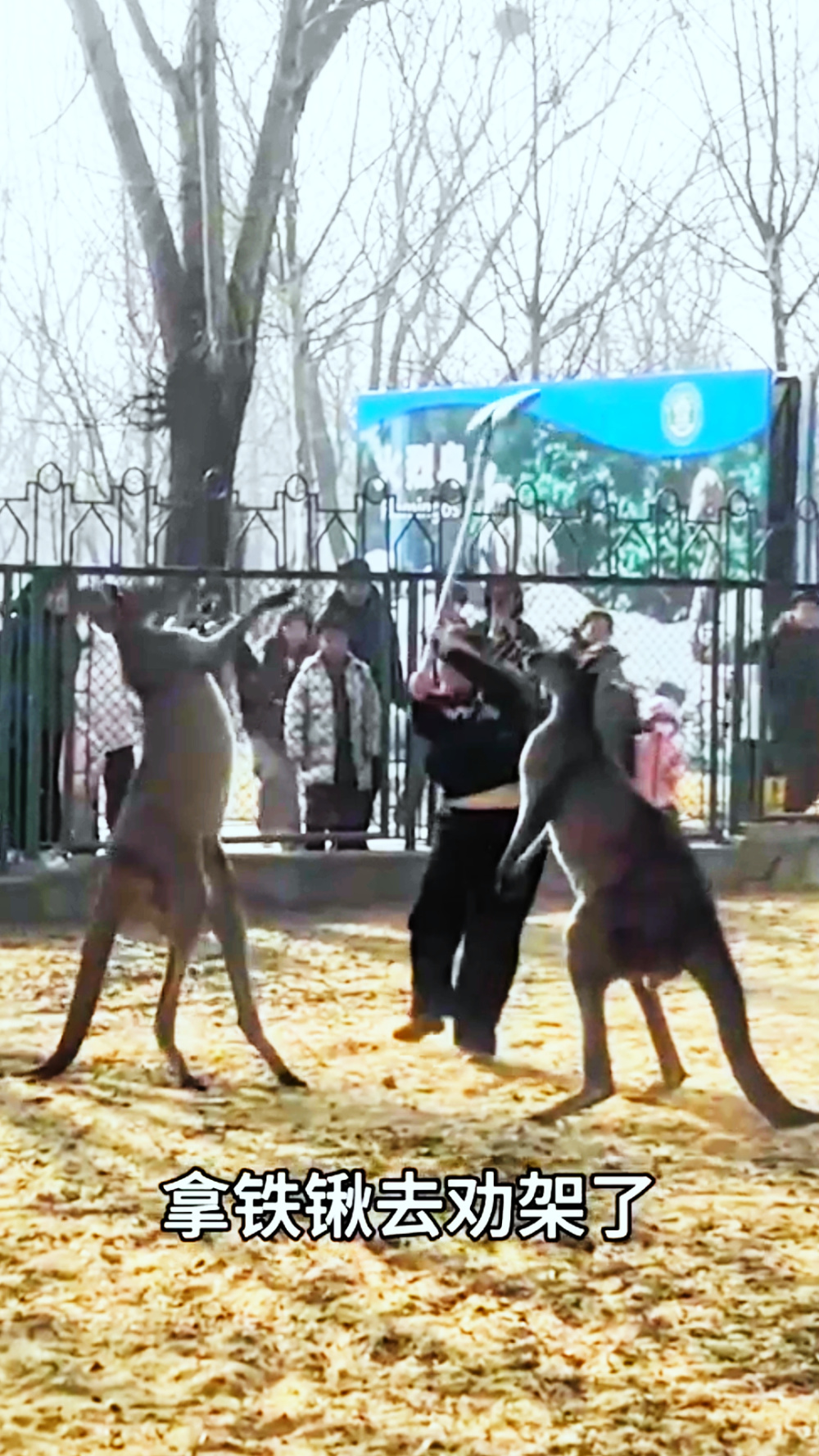 袋鼠因其独特的打架方式而被戏称为动物界的拳击手.