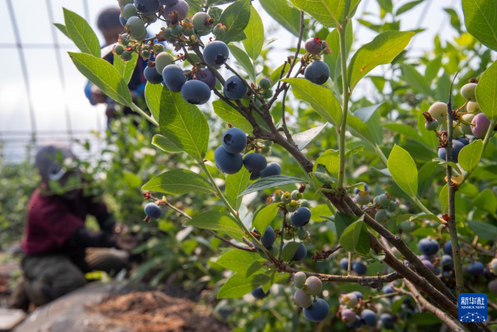 黑龙江伊春:蓝莓进入采摘期