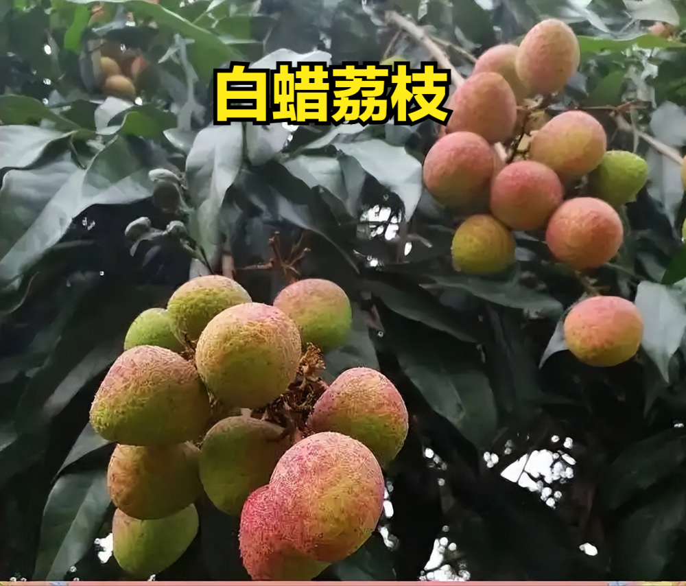 荔枝上市时间表收好！按时间买，从4月吃到7月，月月都有新鲜果_腾讯新闻