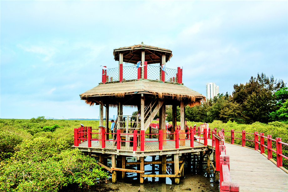 广西行:金海湾红树林