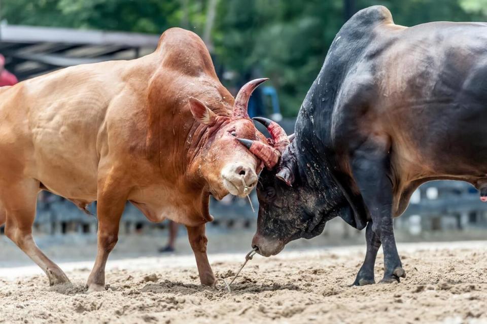 两头牛打架,曹植作诗一首,诗中不能出现牛,结果流传千古