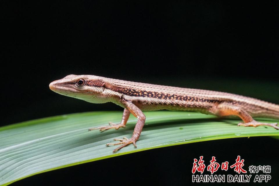 海南壁虎.巨蟹蛛.丽棘蜥.荣艾普珠(学名)为跳蛛科艾普珠属的动物.
