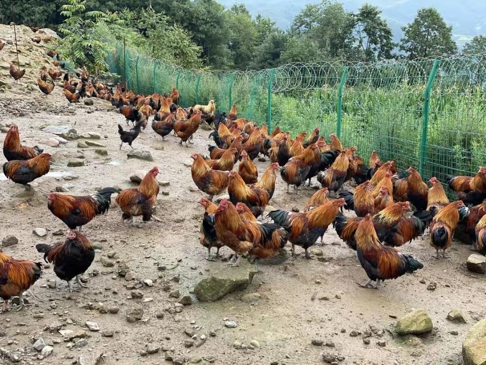 土鸡,就是人们口中的草鸡,因肉质紧实,味道鲜美,深受普通消费者欢迎.