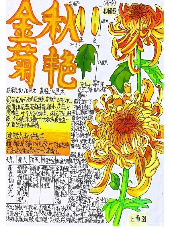 小学生手绘自然笔记梅兰竹菊莲,播种清廉种子在心田_腾讯新闻