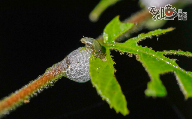 万花瞳 | 夜观缙云山"小精灵"