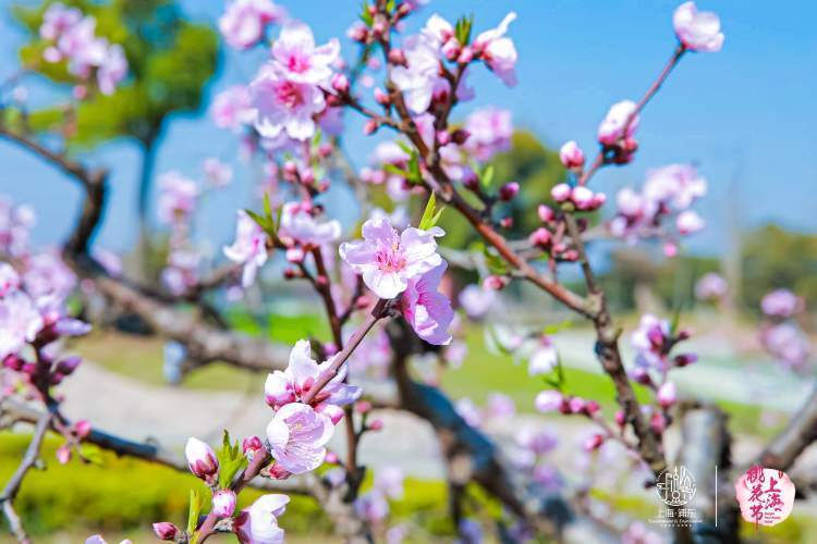 史上最长持续18天的2024上海桃花节在浦东六镇联动启幕
