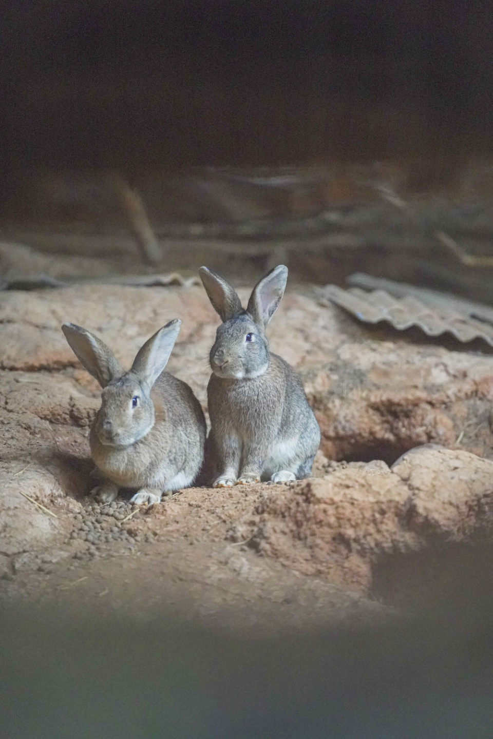 湖南风物志·肉肉的江湖