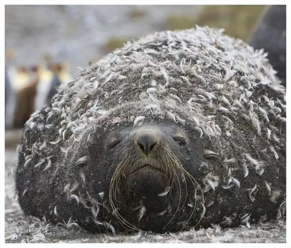 这种企鹅换毛的方式有点特别,最近它们有了一些麻烦