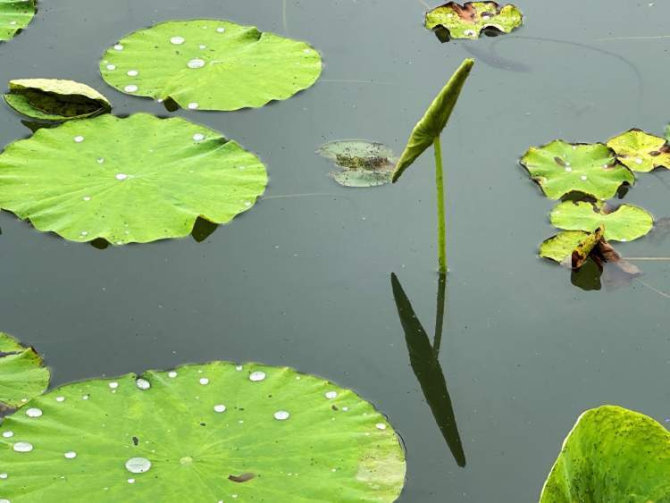 初夏荷叶从尖尖角开始