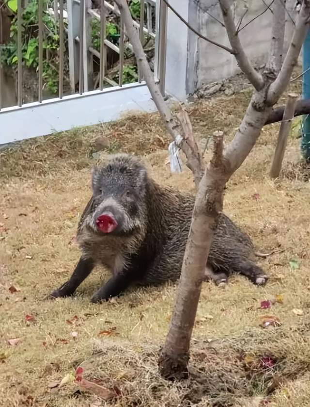 手机定位野猪套图片