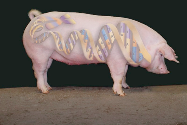 躲是躲不过的英国放大招美国来买单转基因猪肉今年要来了