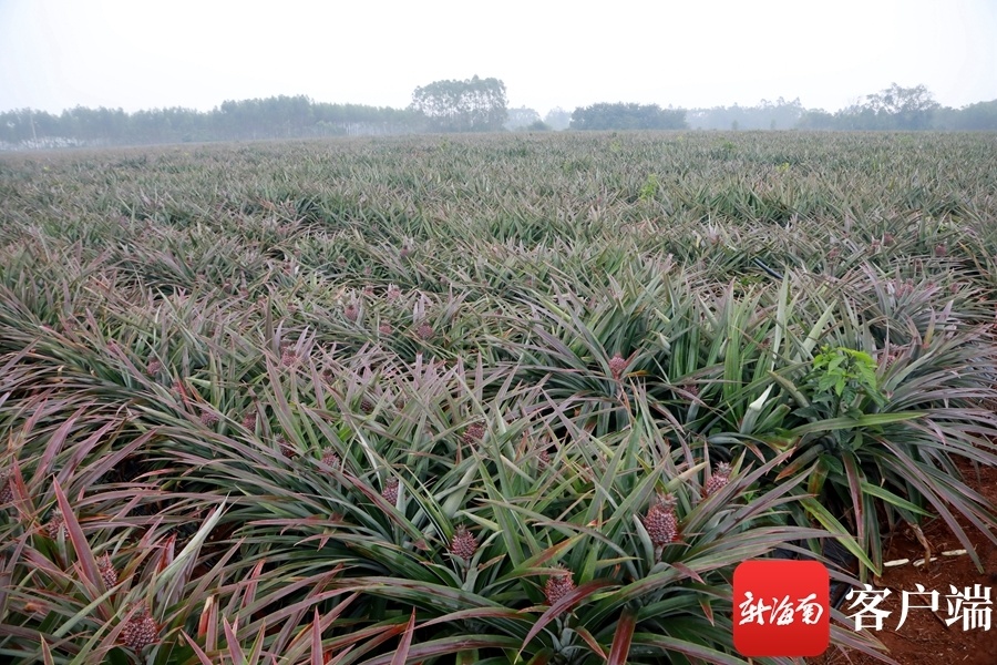 在波蓮鎮海南福柚生態農業有限公司柚子種植基地,有的柚子樹掛滿話