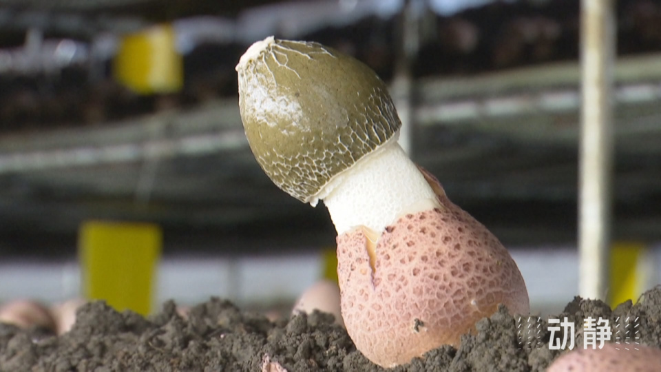 工厂化立体式栽培,贵州安龙红托竹荪备受市场青睐