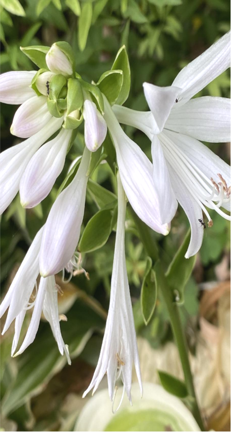 玉簪花开花色如玉