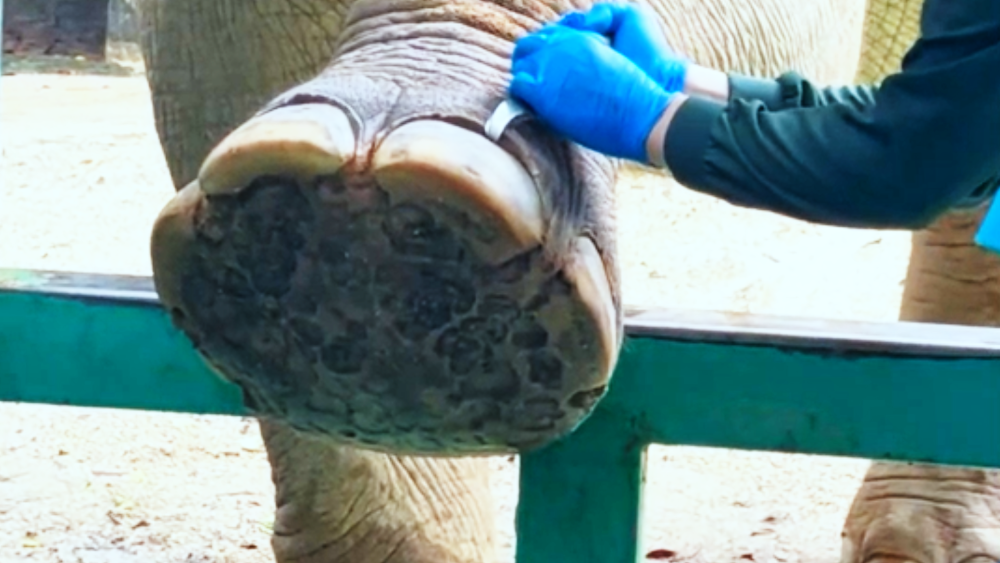动物园给大象做足疗看着好解压,有吃有喝还是星级服务,为何要修脚?