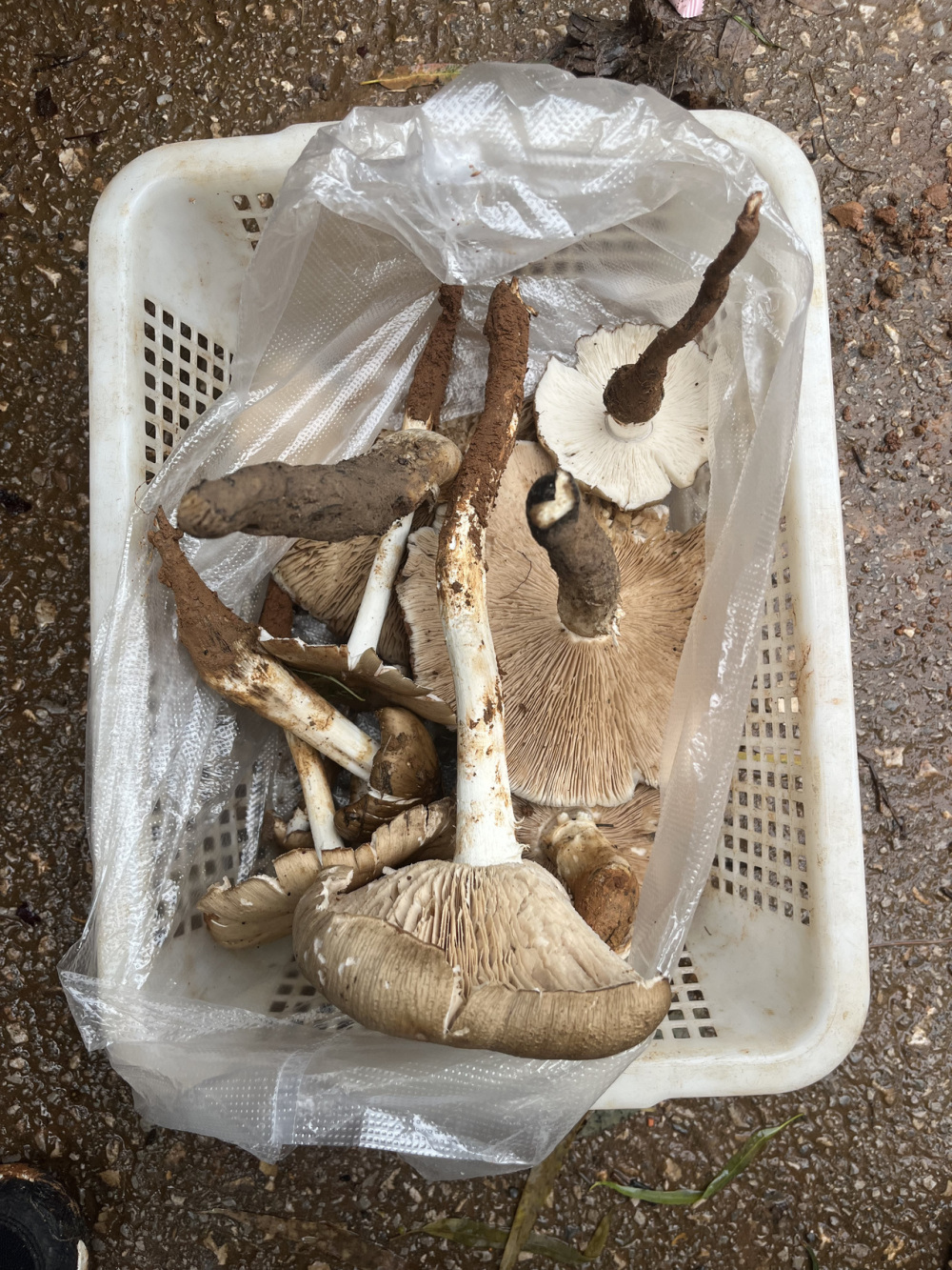 写点生活|昆明避暑之采一回野生菌菇