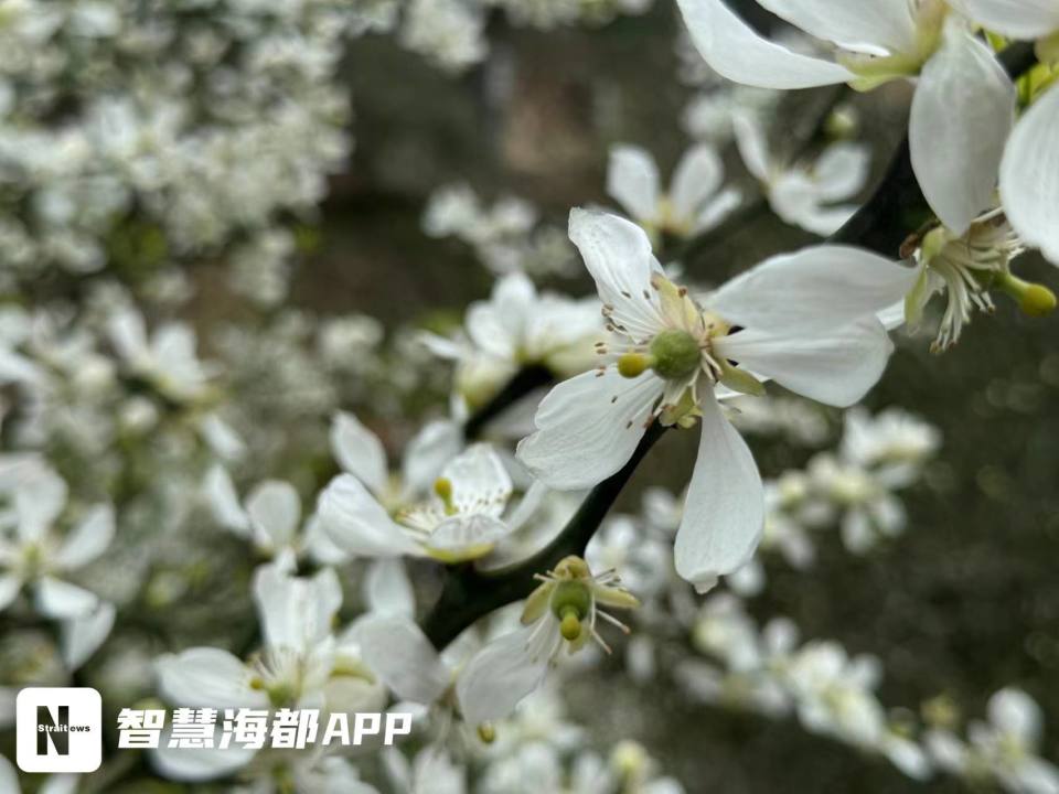 白色枳壳、粉色月见、紫藤花瀑.....福州4月赏花指南来了！_腾讯新闻