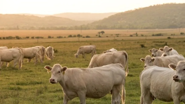商务部：6月20日起对澳大利亚进口牛肉加征55%关税
