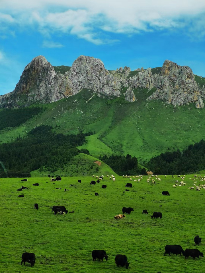 到盛夏的甘南俯拾诗意(上)