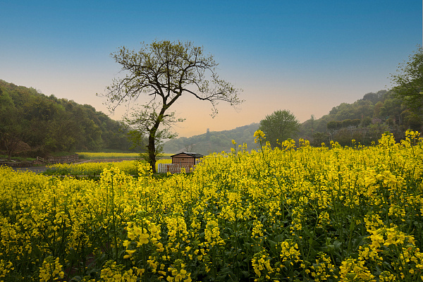 一到春天就出圈金灿灿的油菜花已上线奉上杭州周边两小时车程赏花攻略