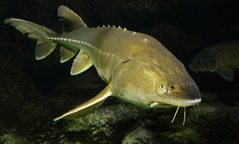 潜水员下水喂食时被大鱼咬头是鲟鳇鱼潜水员误会没有受伤