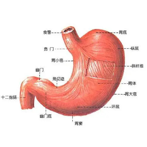 胃体小弯图片