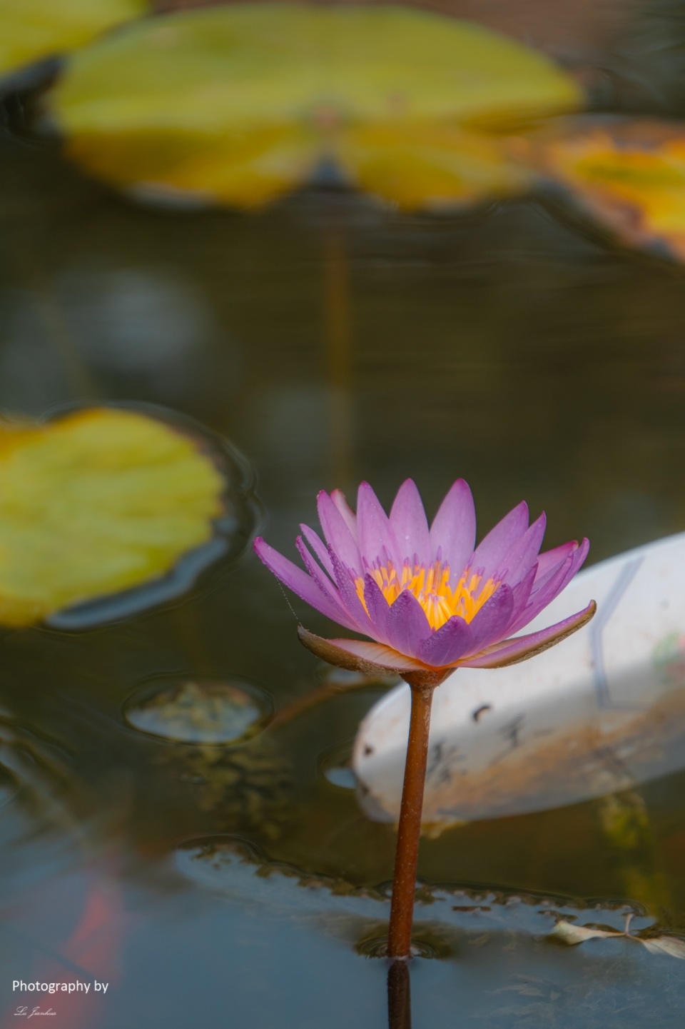 玄武湖的蓝莲花