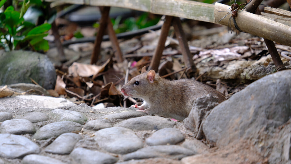 广东惊现巨大老鼠,体型接近一只小猫,为何南方老鼠比北方的大?