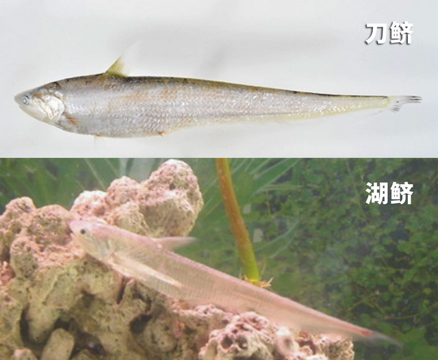 江苏女子野钓解锁2条“新物种”，引发热议，网友：还敢发出来？_腾讯新闻