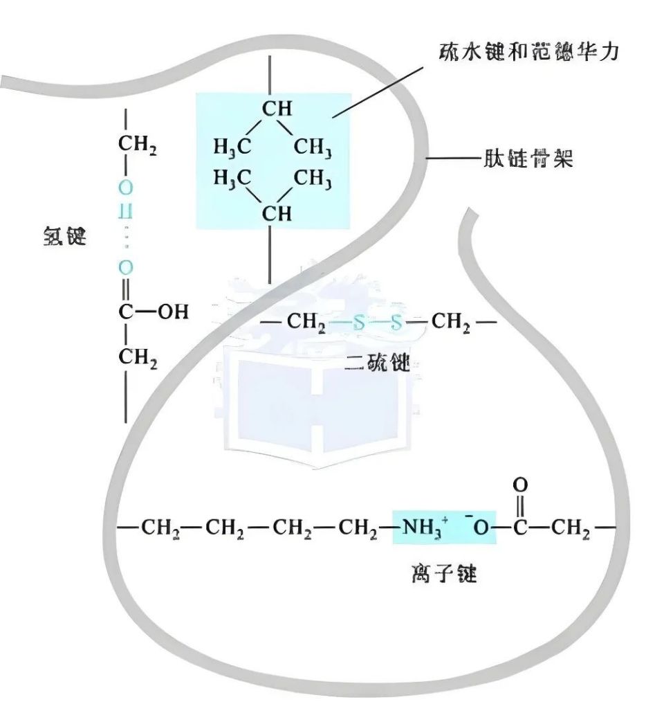 同样的,在这个过程中会伴随着多种化学键的形成:氢键,疏水键,离子键
