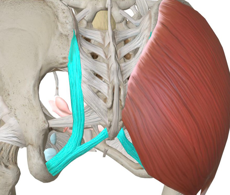 亮色部分为骶结节韧带,红色部分为臀大肌有部分孕妈在怀孕之后,运动量