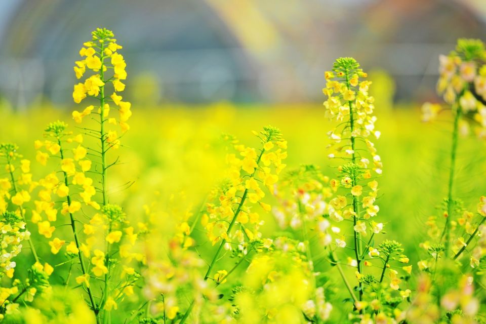 油菜图片真实花开图片