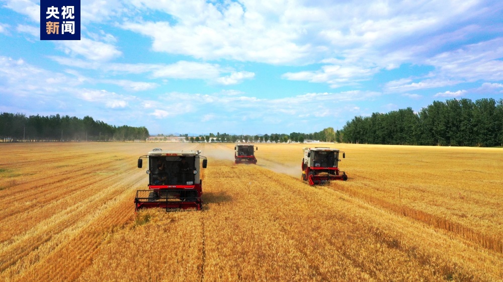 北京密云5000亩"三优"麦田开镰丰收