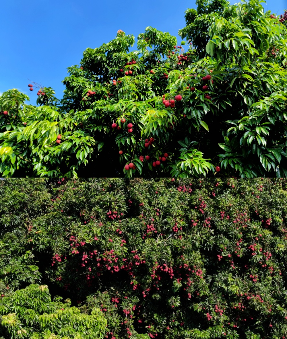 广西灵山荔枝为何声名远播?快来灵山感受荔枝狂欢吧