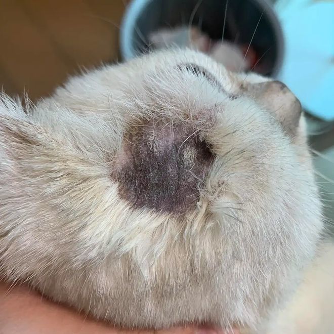都说十猫九癣你有过被猫癣支配的恐惧吗