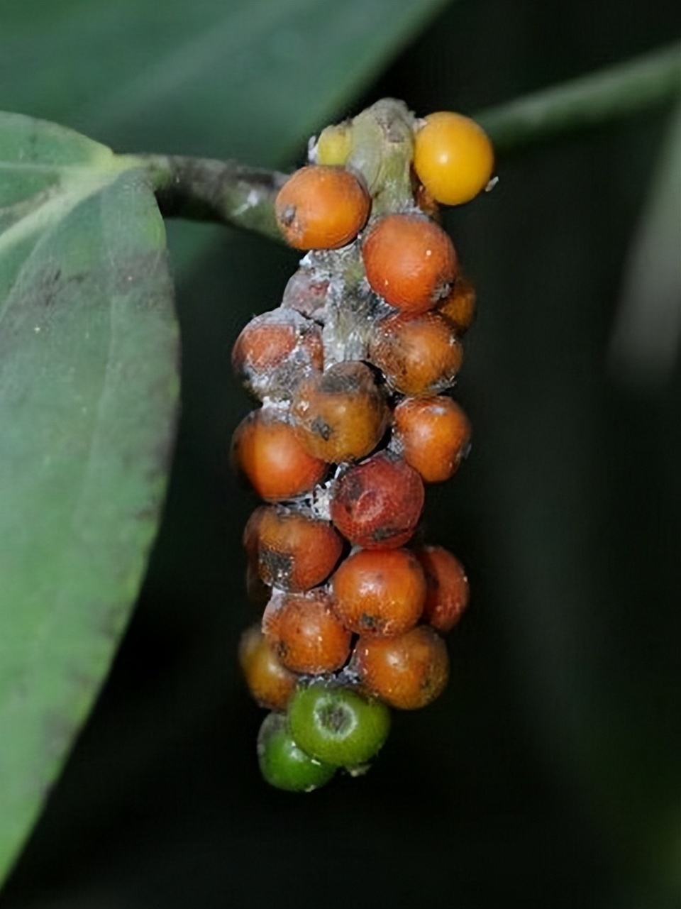 作为中国本土植物,花椒的"麻"是如何产生的?
