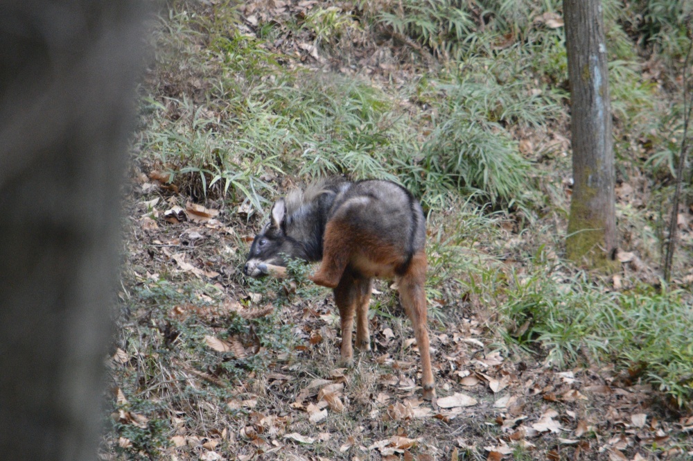 中华鬣羚现广东,稀有四不像是姜子牙坐骑,它如何在陡崖健步如飞_腾讯