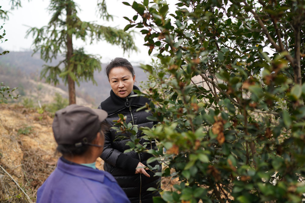 十年两会·温暖记忆｜“讲不完的油茶树故事，道不尽的鱼水情深”九年级音乐上册人教版电子书2023已更新(新华网/头条)