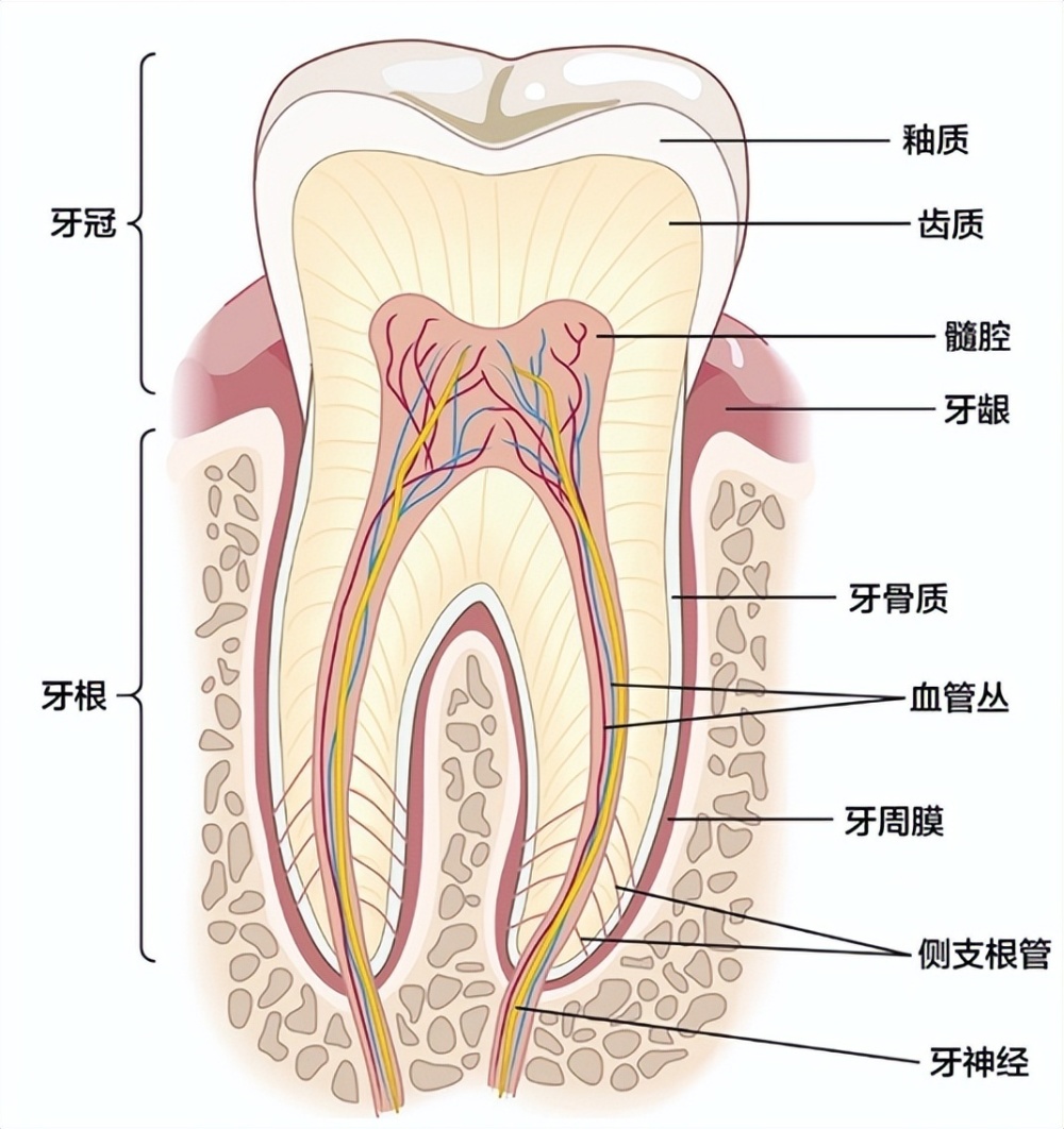 人体牙齿的结构 图解图片