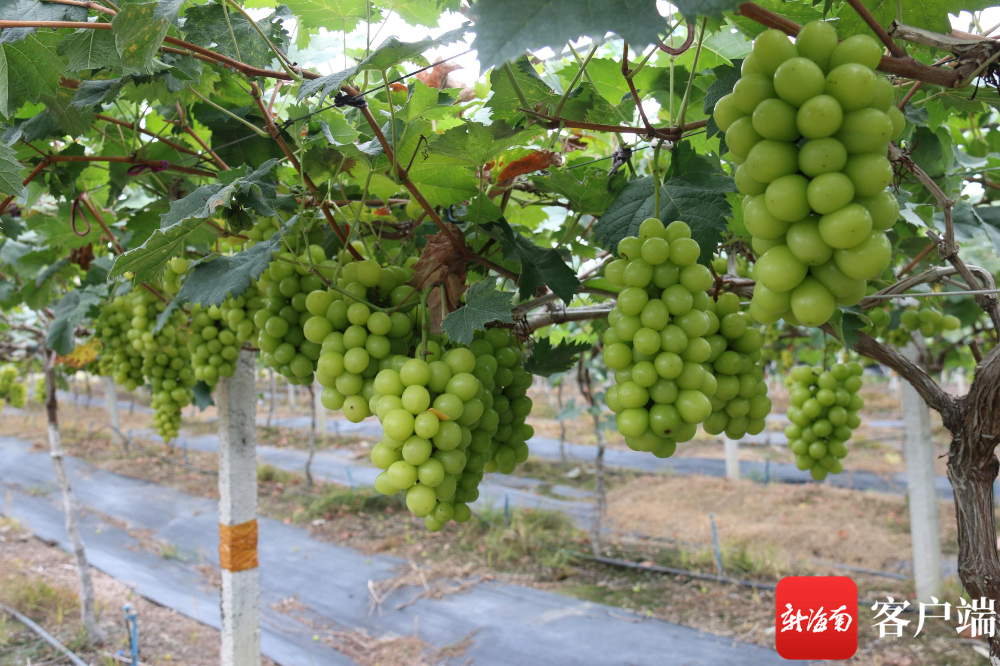 陵水三才镇牛堆村芭依花果源(海南)农业发展有限责任公司阳光玫瑰葡萄