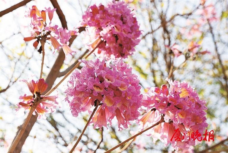 狐尾山公園紫花風鈴木盛放花期持續至下週